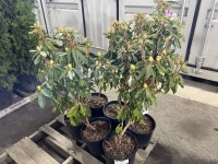Lee's Dark Purple Rhododendron, Qty. 6