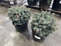 Globe Blue Spruce, Qty. 2