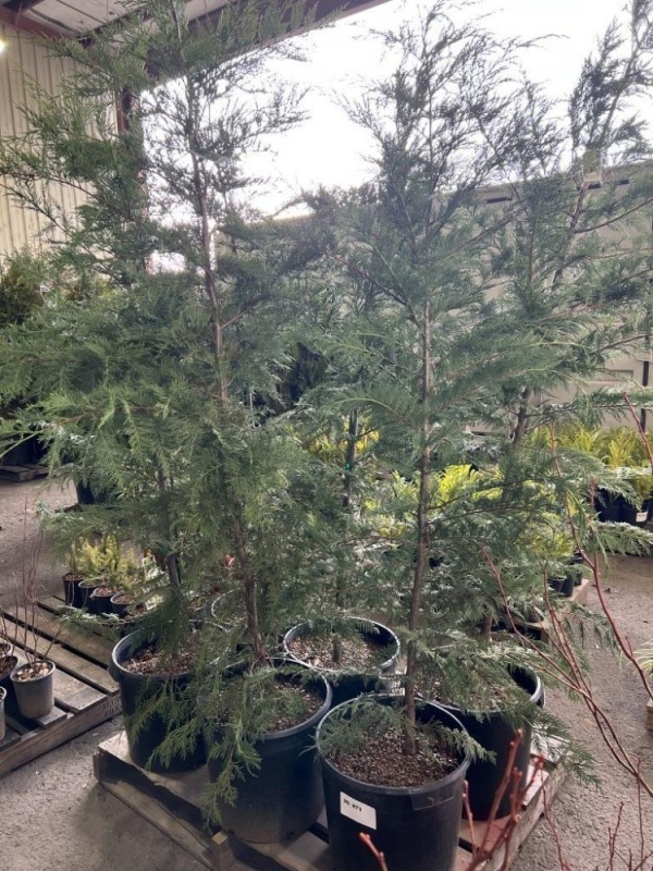 Leyland Cypress, Qty. 6