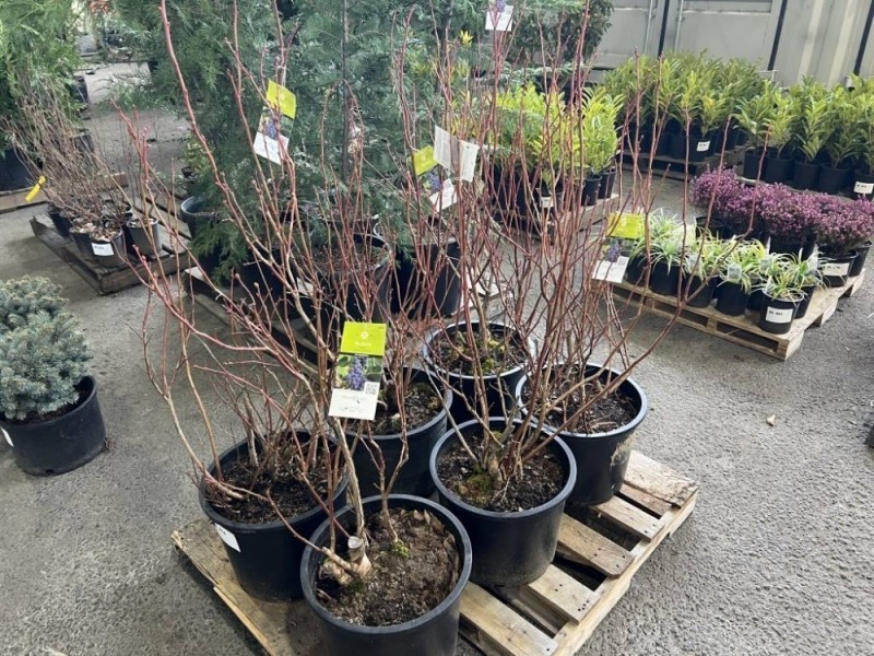 Duke Blueberry Plants, Qty. 6