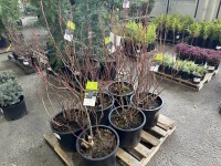 Duke Blueberry Plants, Qty. 6