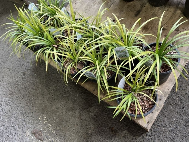 Liriope Big Blue, Qty. 12