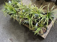 Liriope Big Blue, Qty. 12