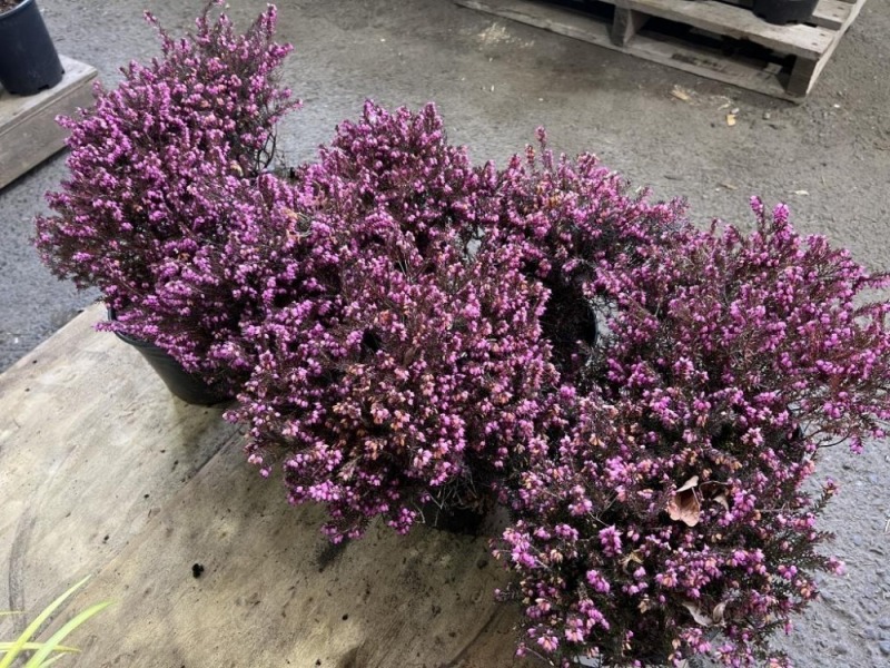 Pink Heather, Qty. 8