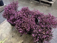 Pink Heather, Qty. 8