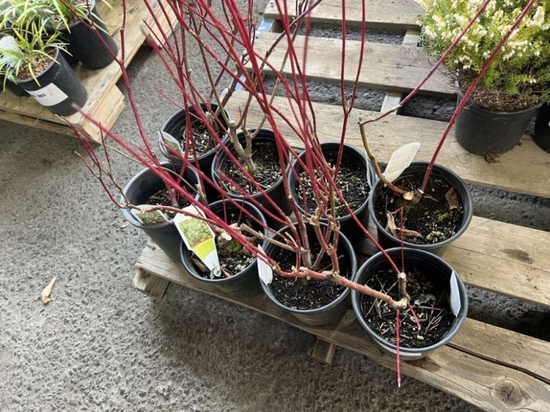 Cornus Baileyi, Qty. 8