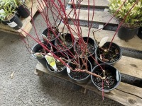 Cornus Baileyi, Qty. 8