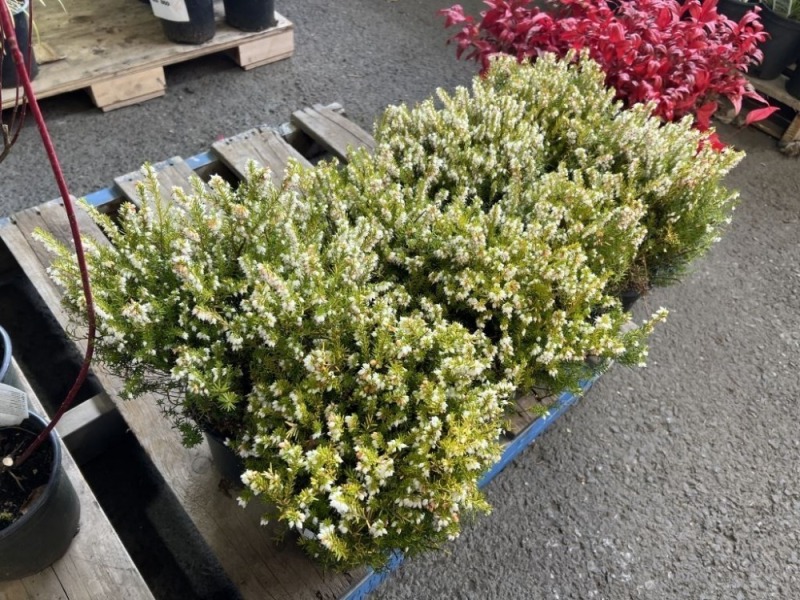 White Heather, Qty. 8