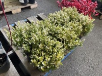 White Heather, Qty. 8