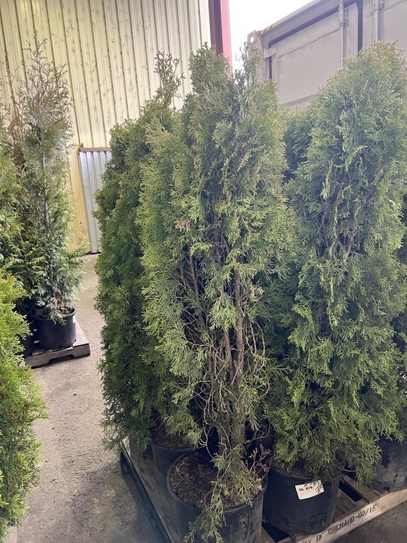 Emerald Green Arborvitae, Qty. 9