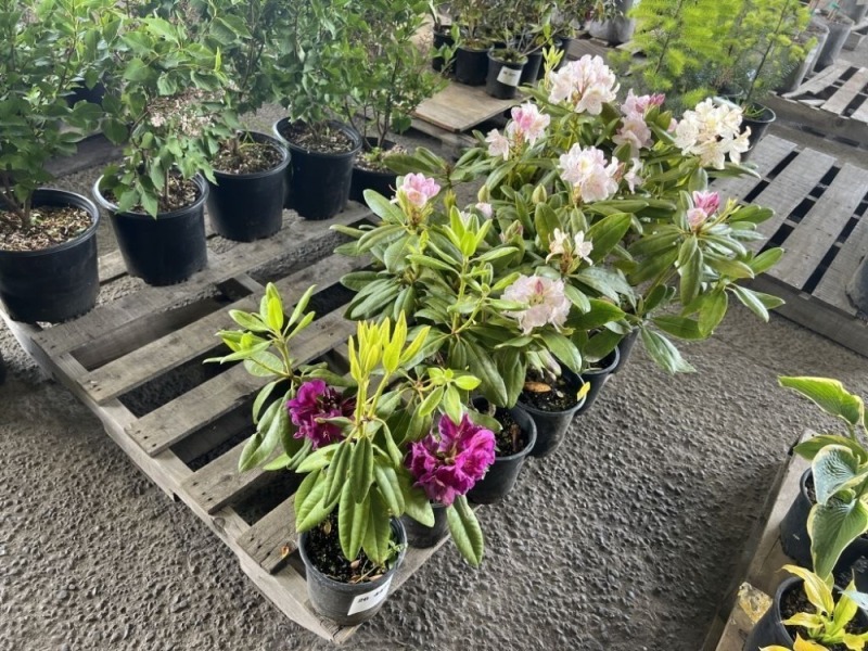 Assorted Rhododendron, Qty. 8 | J. Stout Auction