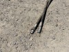 2022 Industrias America R2624 10' Disc Harrow - 9