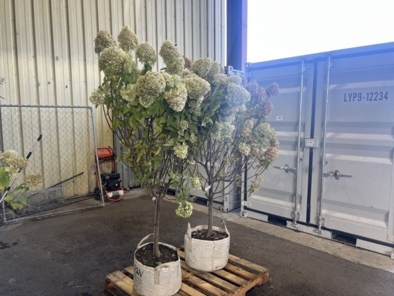 Limelight Prime Hydrangea Tress, Qty. 2