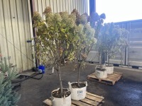 Limelight Prime Hydrangea Tress, Qty. 2