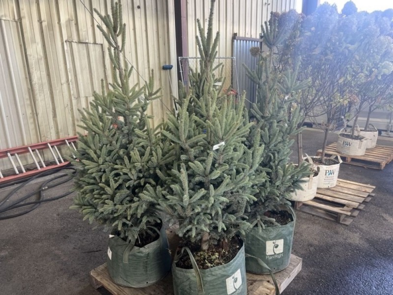 Sterling Blue Spruce Trees, Qty. 4