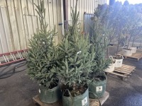 Sterling Blue Spruce Trees, Qty. 4