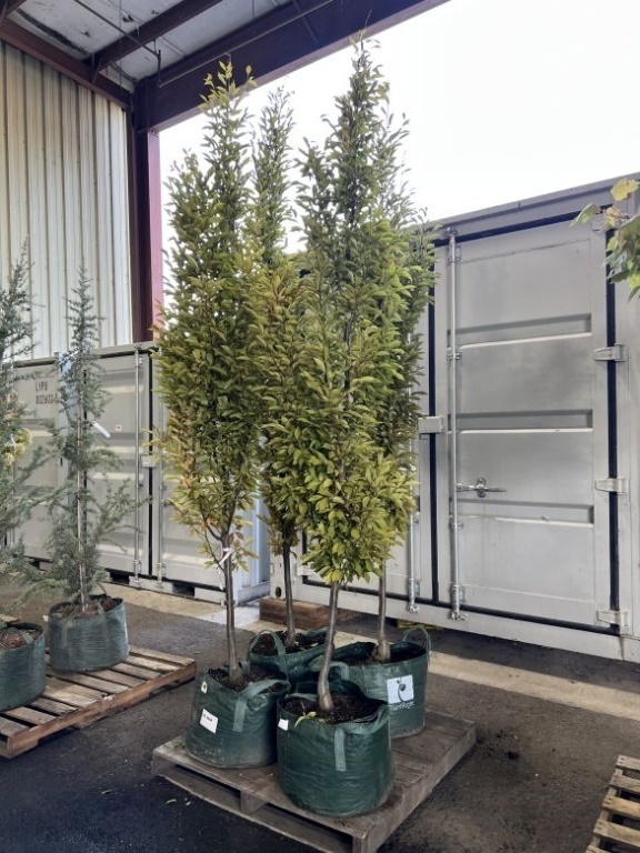 Pyramidal European Hornbeam Trees Qty. 4