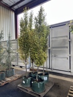 Pyramidal European Hornbeam Trees Qty. 4