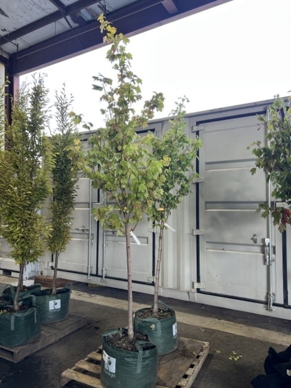 Brandy Wine Maple Trees, Qty. 2
