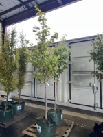 Brandy Wine Maple Trees, Qty. 2