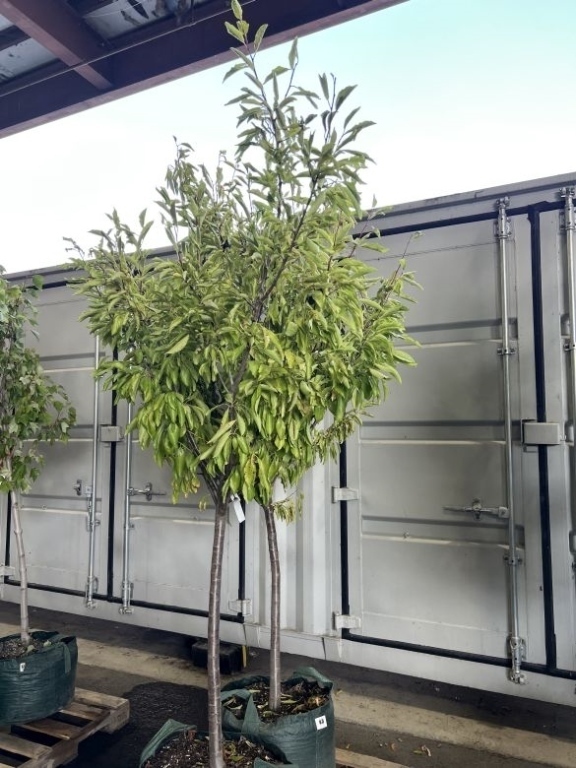 Italian Plum Trees, Qty. 2