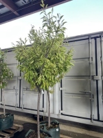 Italian Plum Trees, Qty. 2
