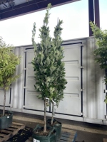 Kindred Spirit Oak Trees, Qty. 2