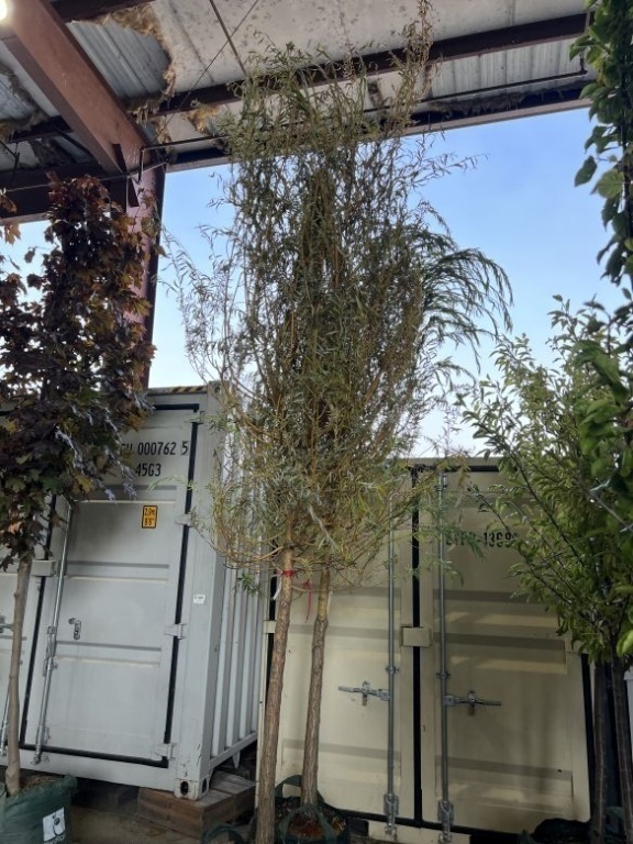 Niobe Weeping Willow Trees, Qty. 2