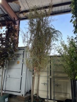 Niobe Weeping Willow Trees, Qty. 2