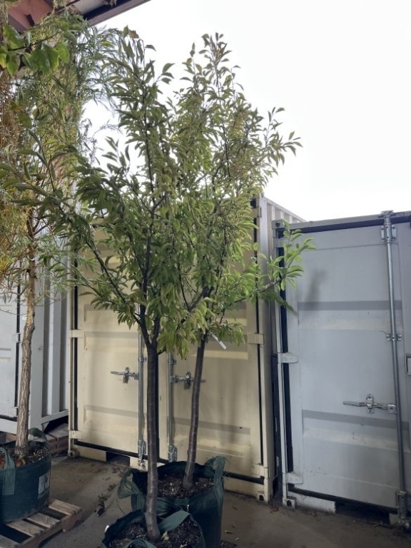 Italian Plum Trees, Qty. 2