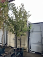 Italian Plum Trees, Qty. 2