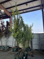 Green Gage Plum Trees, Qty. 2