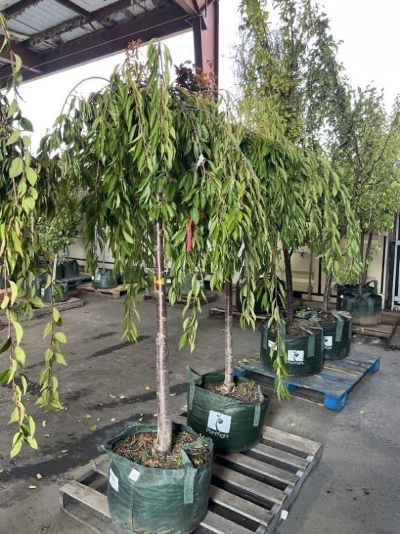 Snow Fountain Weeping Flowering Cherry