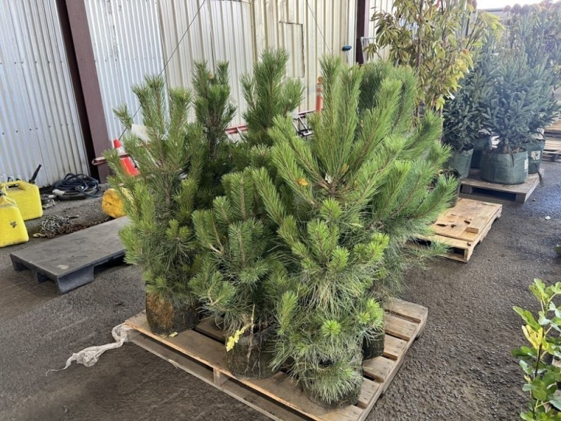 Austrian Pine Trees, Qty. 8