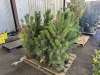 Austrian Pine Trees, Qty. 8