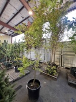 Upright Green Japanese Maple Tree Qty 1