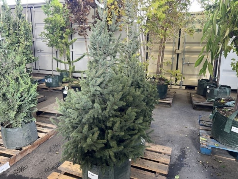 Serbian Spruce Trees, Qty. 2
