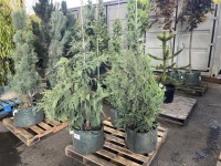 Alaskan Weeping Cedar Trees, Qty. 3