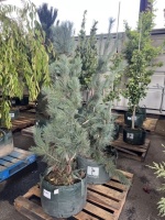 Columnar White Pine Trees, Qty. 2