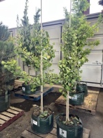 Princeton Sentry Ginkgo Trees, Qty. 2