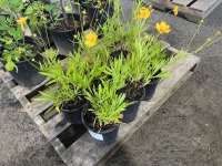 Yellow Perennials, Qty. 6