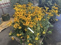 Goldstrum Black-Eyed Susans, Qty. 16