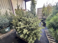 Colorado Blue Spruce Trees, Qty. 4