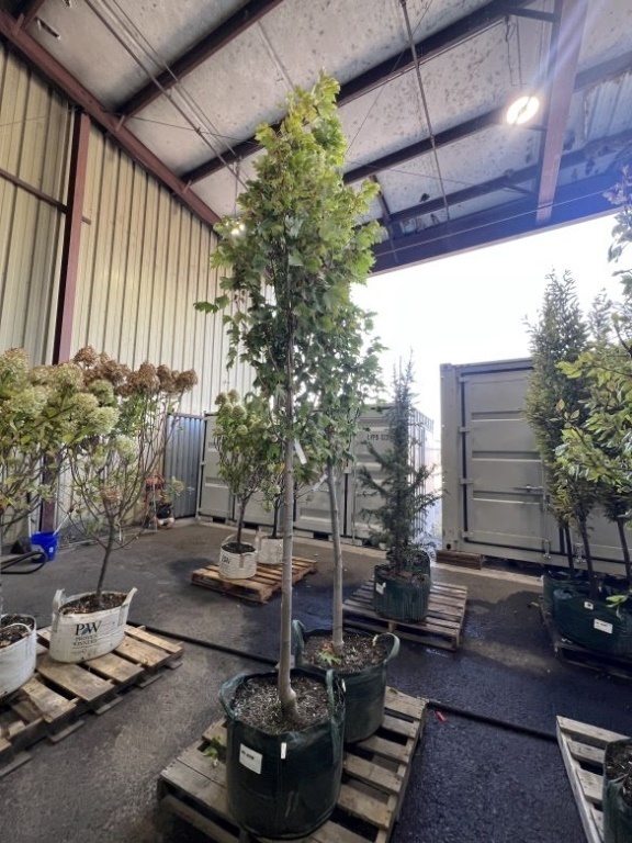 Armstrong Columnar Maple Trees, Qty. 2