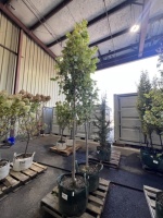 Armstrong Columnar Maple Trees, Qty. 2
