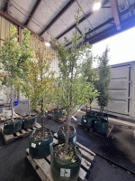 Stanley Plum Trees, Qty. 3