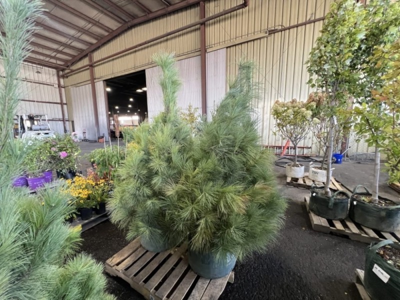 Himalayan White Pine Trees, Qty. 2