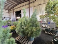 Himalayan White Pine Trees, Qty. 2