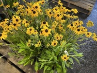 Compact Black-Eyed Susan, Qty. 8