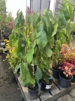 Fruiting Paw Paw Trees, Qty. 4